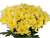 Chrysanthemums Chrysanthemums