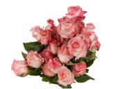 Roses Roses