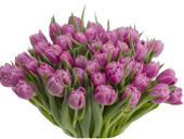 Tulips Tulips